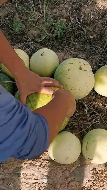 开启吃瓜看瓜,开启吃瓜看瓜之旅,探寻明星幕后故事 第3张 开启吃瓜看瓜,开启吃瓜看瓜之旅,探寻明星幕后故事 第3张